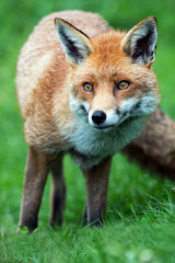 Fox
