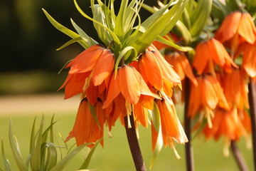 Kaiserkrone Blume Pflanze