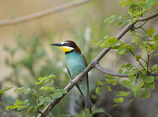 Front view of Bee-eater