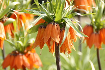 Kaiserkrone Blume Pflanze © dariodee