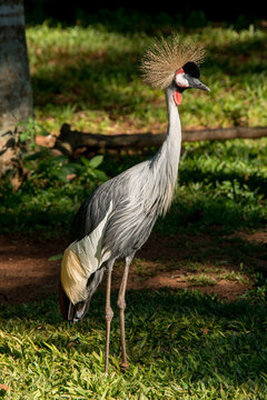 Iguazu Bird Sanctuary