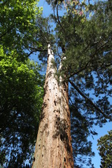 Fototapeta premium Dordogne - Séquoia