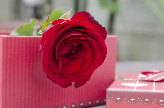 Pictures of roses and gifts for Valentine's Day.