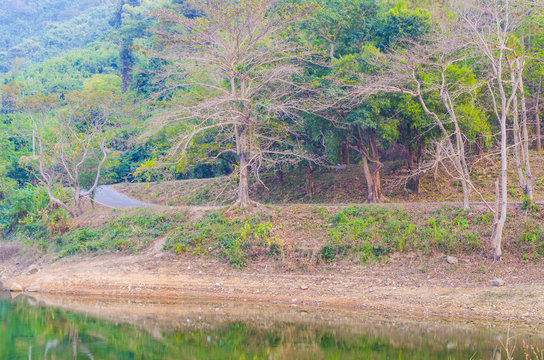 Beautiful view of trees in a tropical forest near the lake in Thailand.