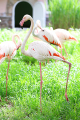 Flamingo in park