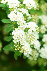 Beautiful blossom outdoors