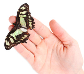Beautiful butterfly on hand, isolated on white