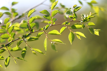 Beautiful spring leaves on tree, outdoors
