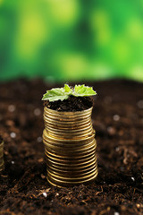 Business concept: golden coins in soil with young plants