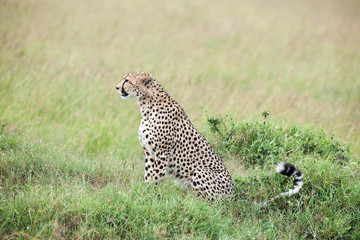 cheetah