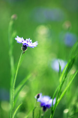 Beautiful cornflowers, outdoors