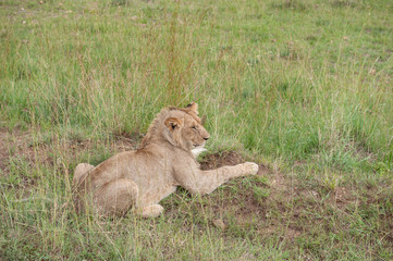 lion