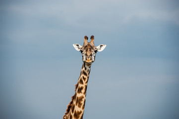 giraffe