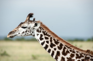 giraffe
