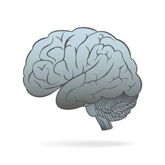 The human brain. Conceptual vector illustration