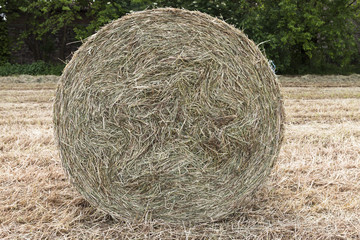bales of hay in the field