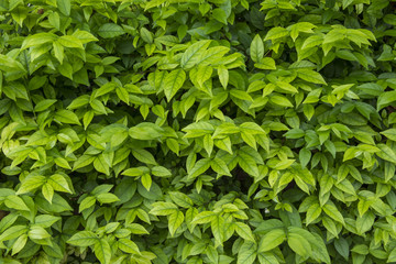 Green leaves pattern on bush