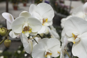 Naklejka na ściany i meble orchidea w rozkwicie