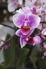 Fototapeta na wymiar orchidea w rozkwicie