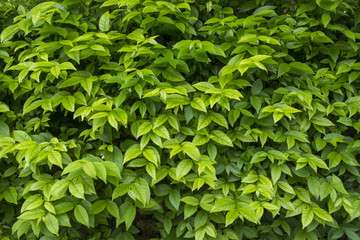 Green leaves pattern on bush