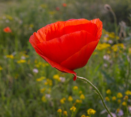 poppy field