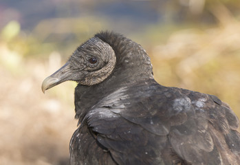 Black Vulture Close up View