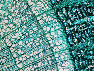 Pine Wood micrograph