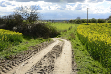 Field painted the color of rape