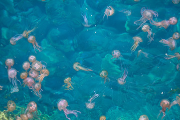 Group of pink jellyfish under crystalline sea