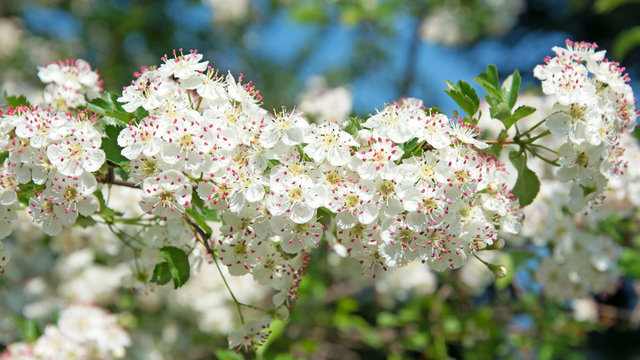 Wei&szlig;dorn - Crataegus