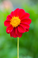 Red Dahlia