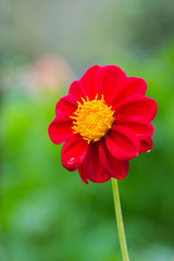 Red Dahlia
