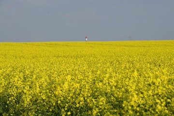 Field painted the color of rape