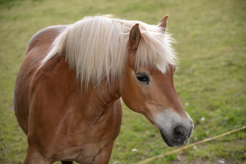 Obraz premium Haflinger
