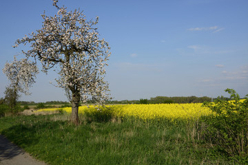 Field painted the color of rape