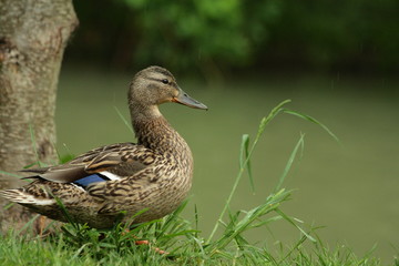 Obraz premium Canard colvert (Anas platyrhynchos)