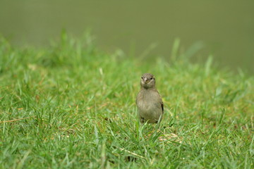 Moineau domestique (passer domesticus)