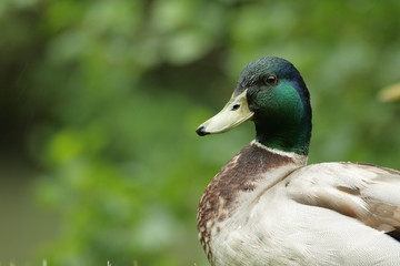 Canard colvert (Anas platyrhynchos)