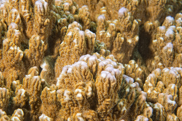 Hard coral macro detail while diving in Indonesia