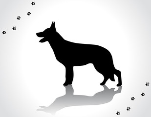 German shepherd standing