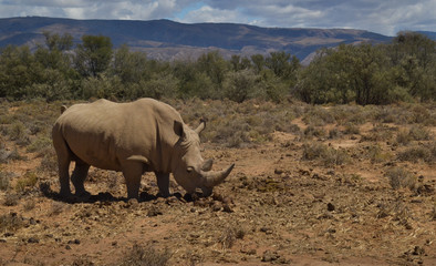 Obraz premium Rhino eating grass, African Savanna, Inverdoorn Game Reserve