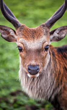 Sikahirsch