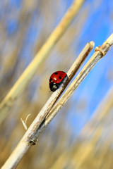 beautiful ladybug