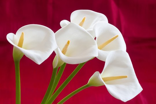 Groups of Calla flowers