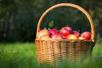 Organic Red Apples in a Basket against green background