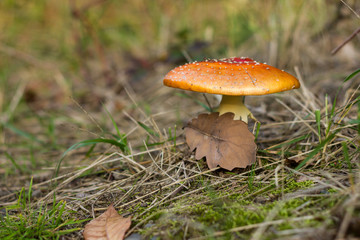 Red poisonous Amanita mushroom