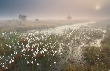 misty sunrise over swamp with cotton grass