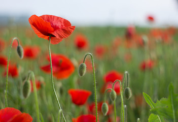 Corn poppy flowers against sunlight