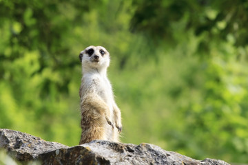 Suricate - Meercat Photo