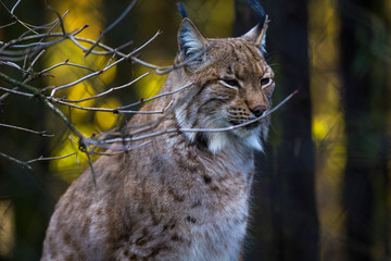 Close-up portrait of an Eurasian Lynx in forest (Lynx lynx)